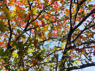 Autumn trees with changing leaves and a clear sky in the background.