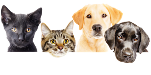 dogs and cats peeking over web banner extracted. isolated on white background,png, ai generated.