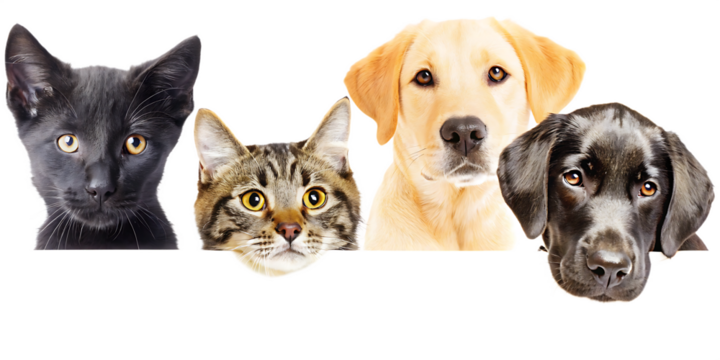 dogs and cats peeking over web banner extracted. isolated on white background,png, ai generated.