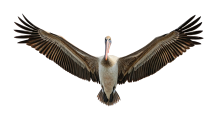 Graceful pelican with outstretched wings in flight