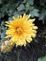 yellow chrysanthemum flower