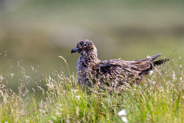 Wydrzyk wielki, The great skua, Stercorarius skua