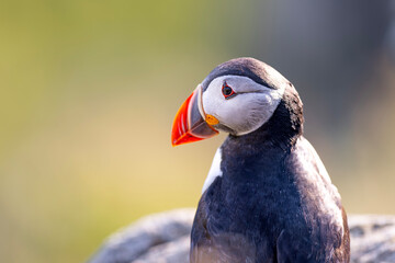 Maskonur, The Puffin,  Fratercula arctica © Michal Przystas