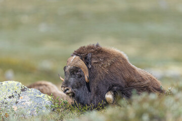 Piżmowół arktyczny, Musk ox, muskox, Norewgia © Michal Przystas