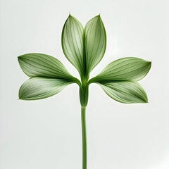 Obraz premium Trillium 3D rendered flower delicately isolated on a white background with pure tones and realistic textures 