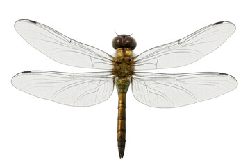 Studio shot of a dragonfly with transparent background, showcasing its intricate wings and body details