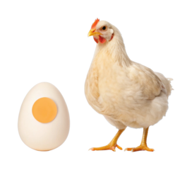 Hen with egg: poultry symbol of creation and life
