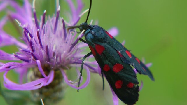 Six-Spot Burnet at the Nectar Bloom

