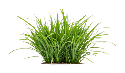 Fototapeta premium Lush green grass plant with long blades