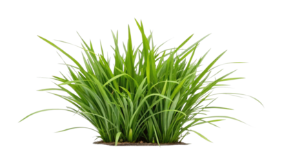 Lush green grass plant with long blades