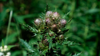 Cirsium eriophorum Wild Thistle Buds in the Mountains Kazakhstan, Almaty, Almarasan gorge, Terra Meadow
