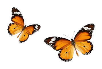 Two vibrant orange butterflies in flight with spread wings