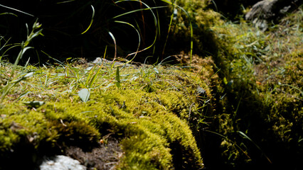 green moss in the forest, Kazakhstan, Almaty, Almarasan gorge, Terra Meadow