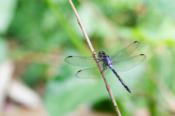 Blue dragonfly perched on a twig with wings spread against a green background