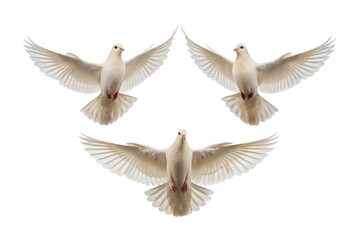 Obraz premium Three doves in perfect flight formation against a dark background