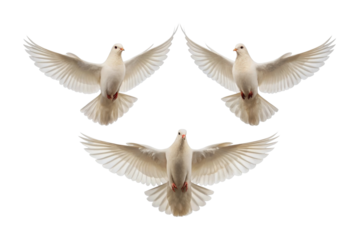 Three doves in perfect flight formation against a dark background