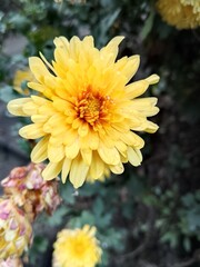 yellow chrysanthemum flower