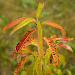 Understanding the impact of plant diseases on foliage in a cultivated garden setting