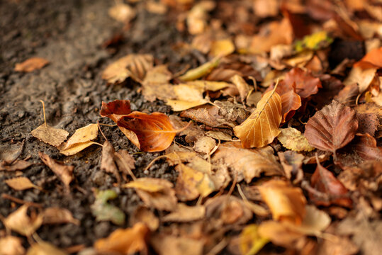 Close-up of brown and orange autumn leaves. High quality photo - Powered by Adobe