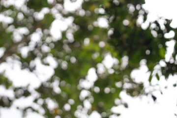 Blurred Green Foliage Abstract Background Nature Sunlight Tree Leaves