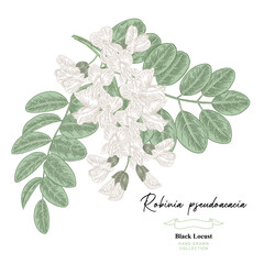 White acacia branch, Robinia pseudoacacia, black locust flowers. Hand drawn acacia flowers. Vector illustration botanical.