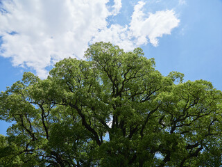 夏の綺麗な青空と大きな楠の風景