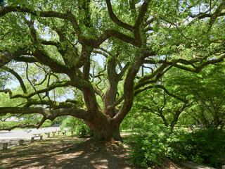 夏の観光地京都御苑の巨大な楠の風景