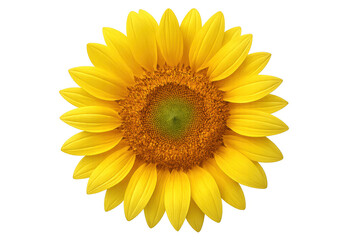 Fototapeta premium Sunflower close-up revealing bright yellow petals, intricate center against transparent backdrop