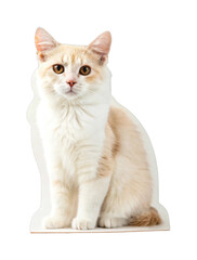 Fluffy cream-colored cat with amber eyes sitting calmly