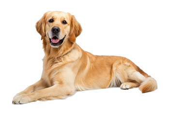 Golden retriever lying down with relaxed and happy expression