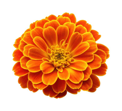 Vibrant orange zinnia flower with bright yellow edges in full bloom - Powered by Adobe