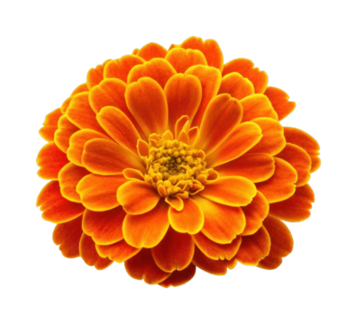 Vibrant orange zinnia flower with bright yellow edges in full bloom