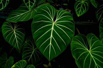   close up of Philodendron gloriosum leaves, dark leaves indoor plants, tropical garden, heart leave philodendron © lacastudio