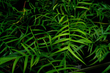Close-up of Philodendron polypodioides showing its finely lobed, lush green leaves against a dark background. The fern-like foliage gives a delicate and architectural look to this rare tropical aroid.