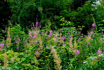 forest clearing with tall plants and fireweed on a background of green bushes and trees