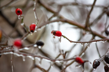 Icicles on icy tree branches. temperature swing season and winter weather in autumn