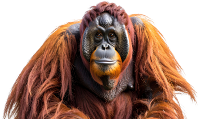 orangutan png wild ape png jungle animal png primate png endangered species png forest animal png wildlife png transparent background image