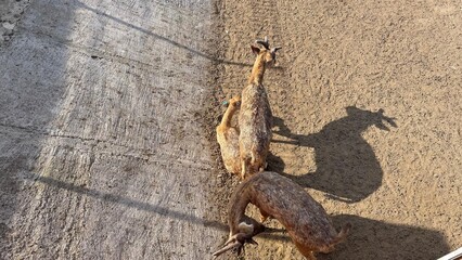 Deers on the Ground: the shot shows three deer on the ground. They seem to be sleeping and the environment seems rough.