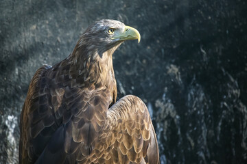 A regal eagle with sharp yellow eyes and a curved beak perches against a blurred natural background, showcasing its intricate brown feathers and powerful presence.