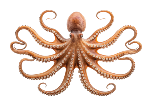 Intricate details of a vibrant octopus with curling arms
