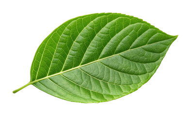 Obraz premium Detailed close-up of a vibrant green leaf with prominent veins