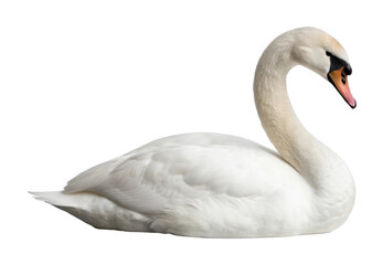 Fototapeta premium Majestic white swan gracefully floating on still water