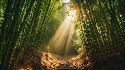 Sunlight Shining Through Dense Bamboo Forest Path Creates Serene Scene
