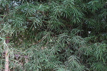 Dense Bamboo Leaves Background in Natural Forest Environment