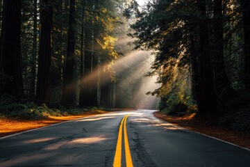 Fototapeta premium Sunbeams on a forest road