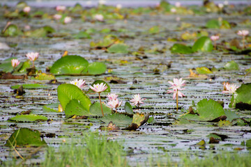 Pink colour water lilies in the pond near Chennai India 