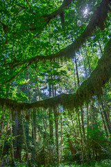 Obraz premium green forest in the morning Forest with Moss on trees