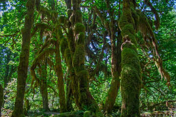 Fototapeta premium Forest with Moss on trees _1