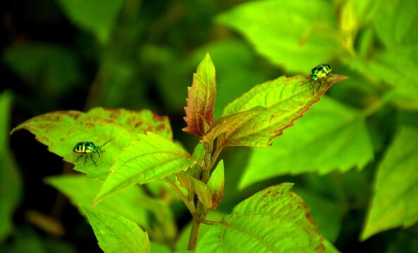 green jewel bug, metallic bug, Scutelleridae, Chrysocoris, macro insect photography, insect on leaf, leaf insect, iridescent exoskeleton, nature macro, bug close-up, entomology, wildlife photography, 