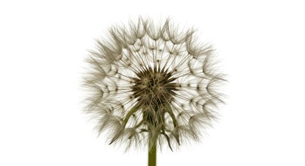 Dandelion Seed Head in Minimalist Artistic Style on White Background